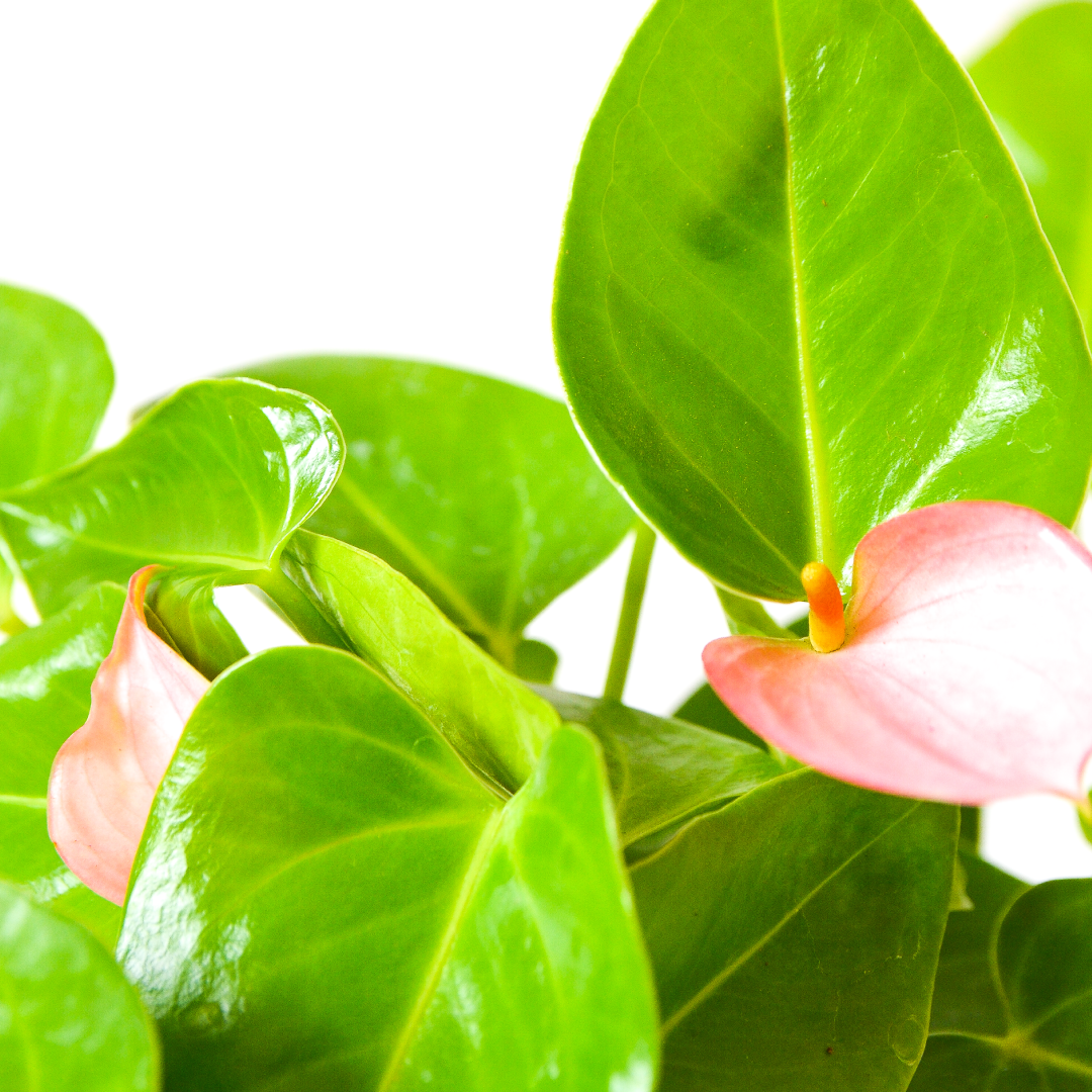 Flower Antherium Light Pink on stem